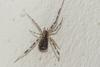 Episinus maculipes